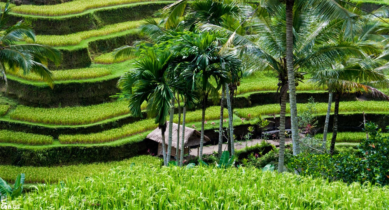 Ladang Sawah Terindah di Indonesia