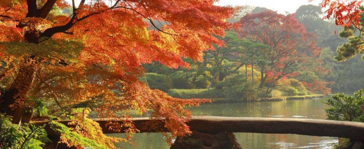 Tempat melihat musim gugur terbaik di Tokyo