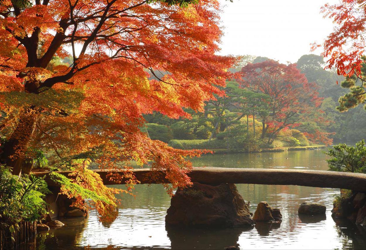 Tempat melihat musim gugur terbaik di Tokyo