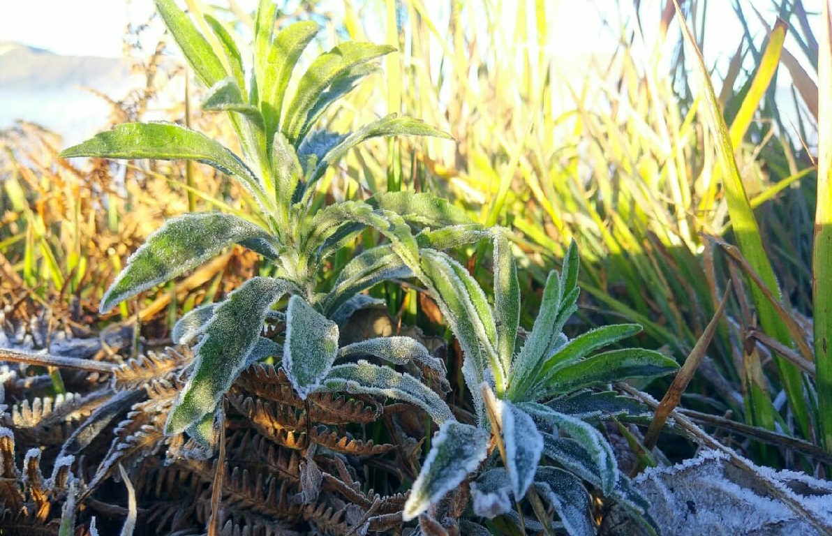 fenomena es di gunung bromo