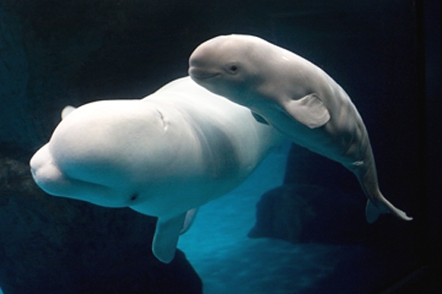 Bayi Paus biru adalah bayi terbesar didunia