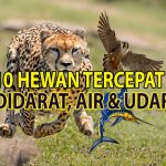 10 Hewan Tercepat Didunia Daratan Air Udara