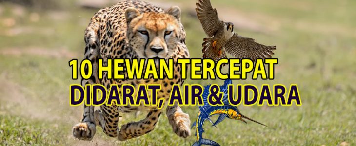 10 Hewan Tercepat Didunia Daratan Air Udara