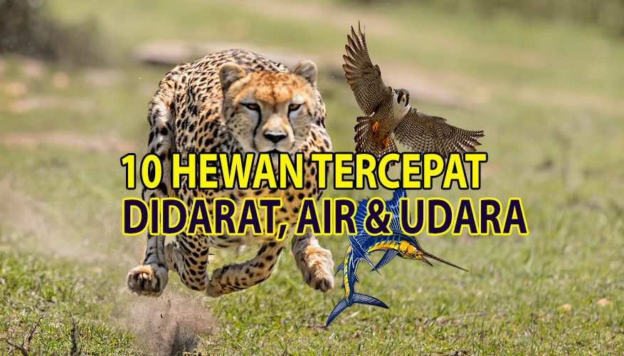 10 Hewan Tercepat Didunia Daratan Air Udara